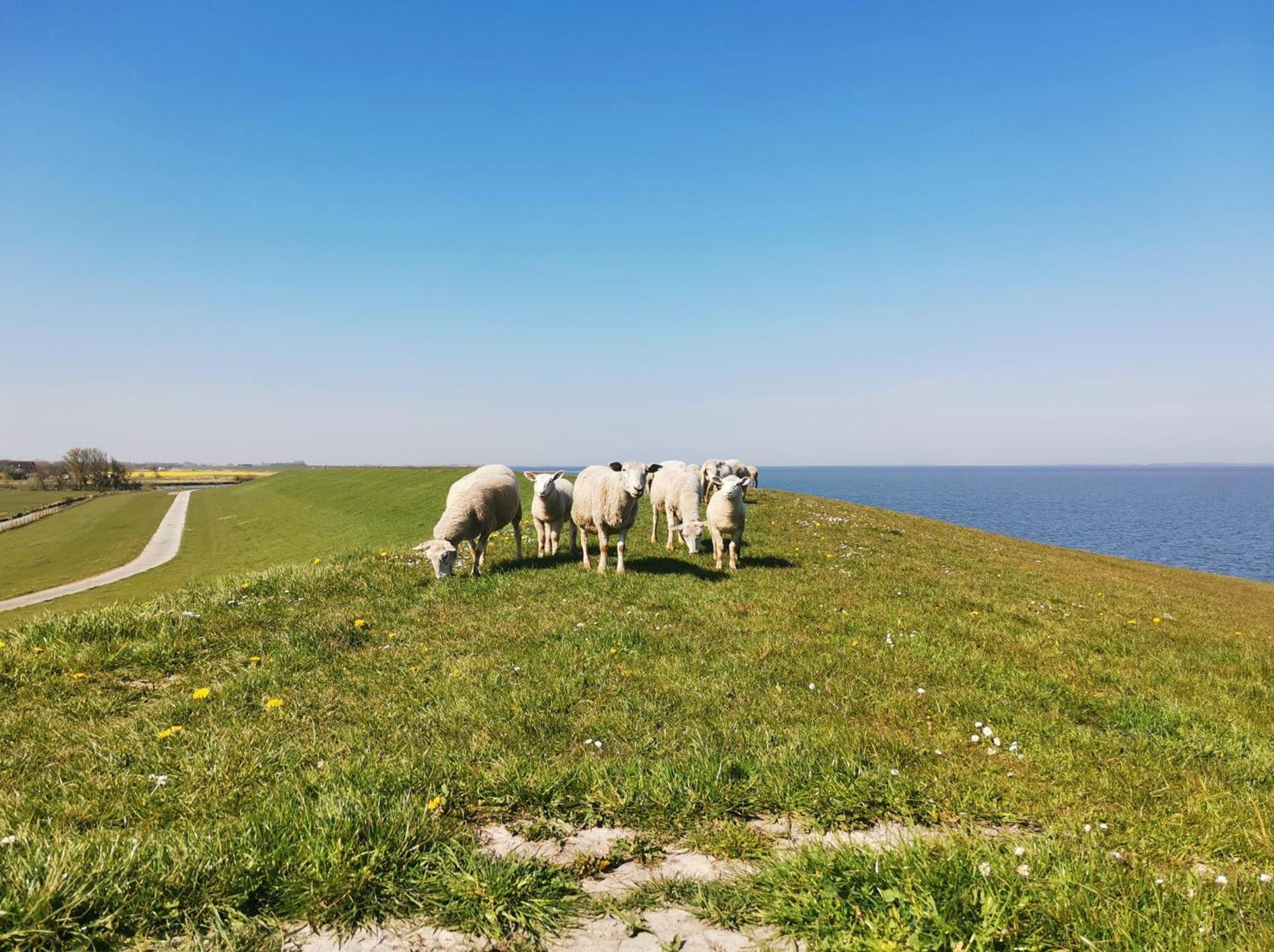 Fischerhaeuschen Am Kurpark Neuharlingersiel Kültér fotó